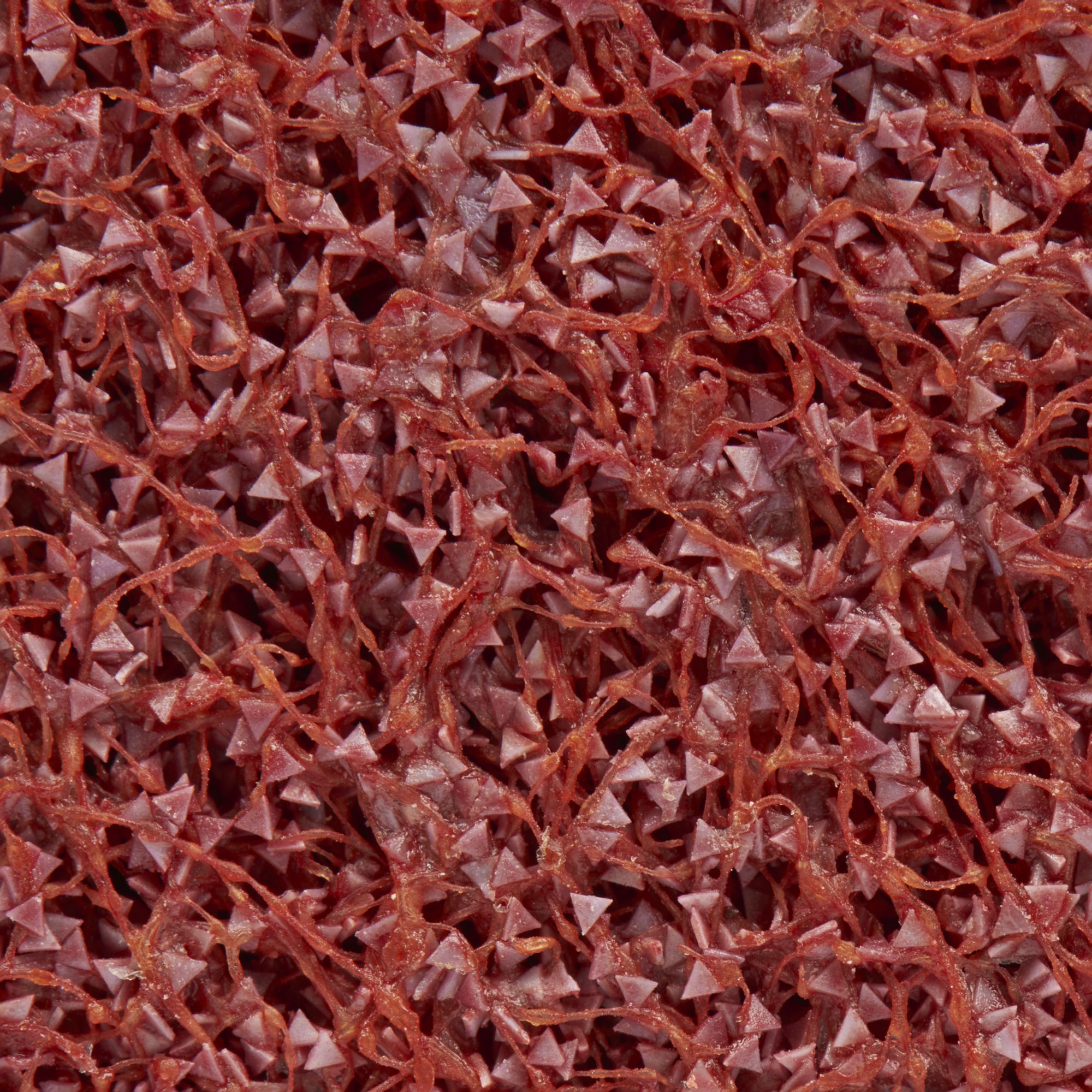 3M™ Scotch-Brite™ Rapid Cut Unitized Disco RC-UW, 152 mm x 9,5 mm x 25 mm, 7C Basto+