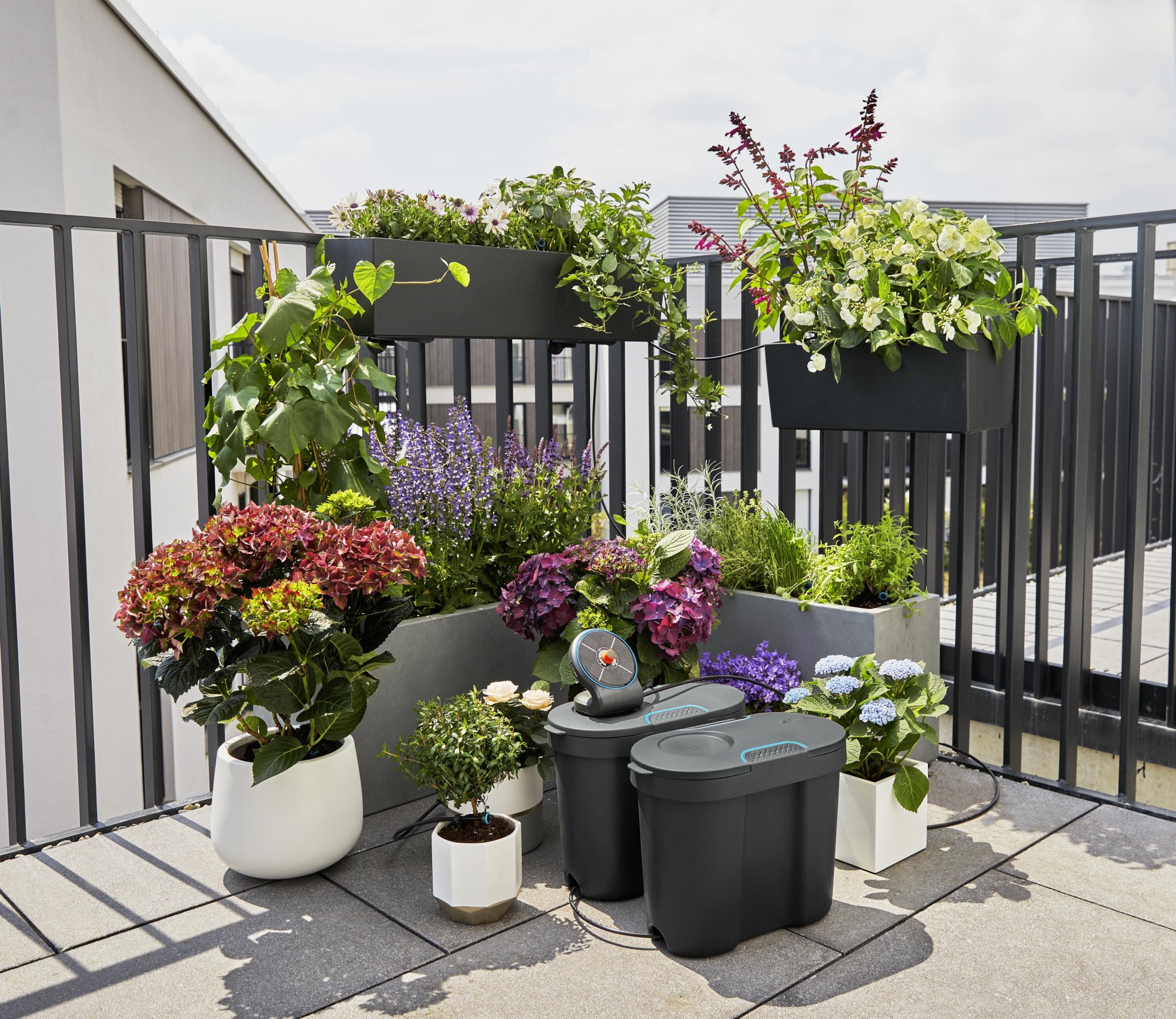 Set Aquabloom con depósito /Display