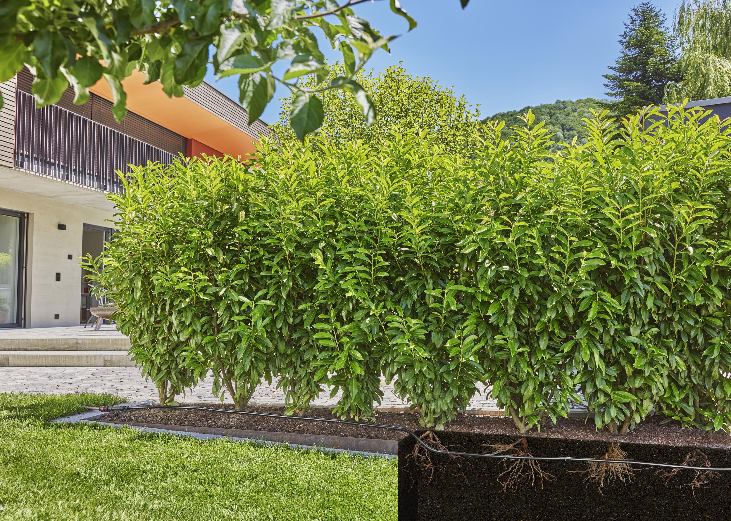 Tubería de riego por goteo para arbustos/setos (50 m)