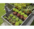 Set de inicio para parterres y parterres elevados (35 plantas)