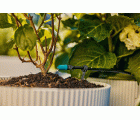 Conjunto de terraza de riego por micro-drip (30 plantas)