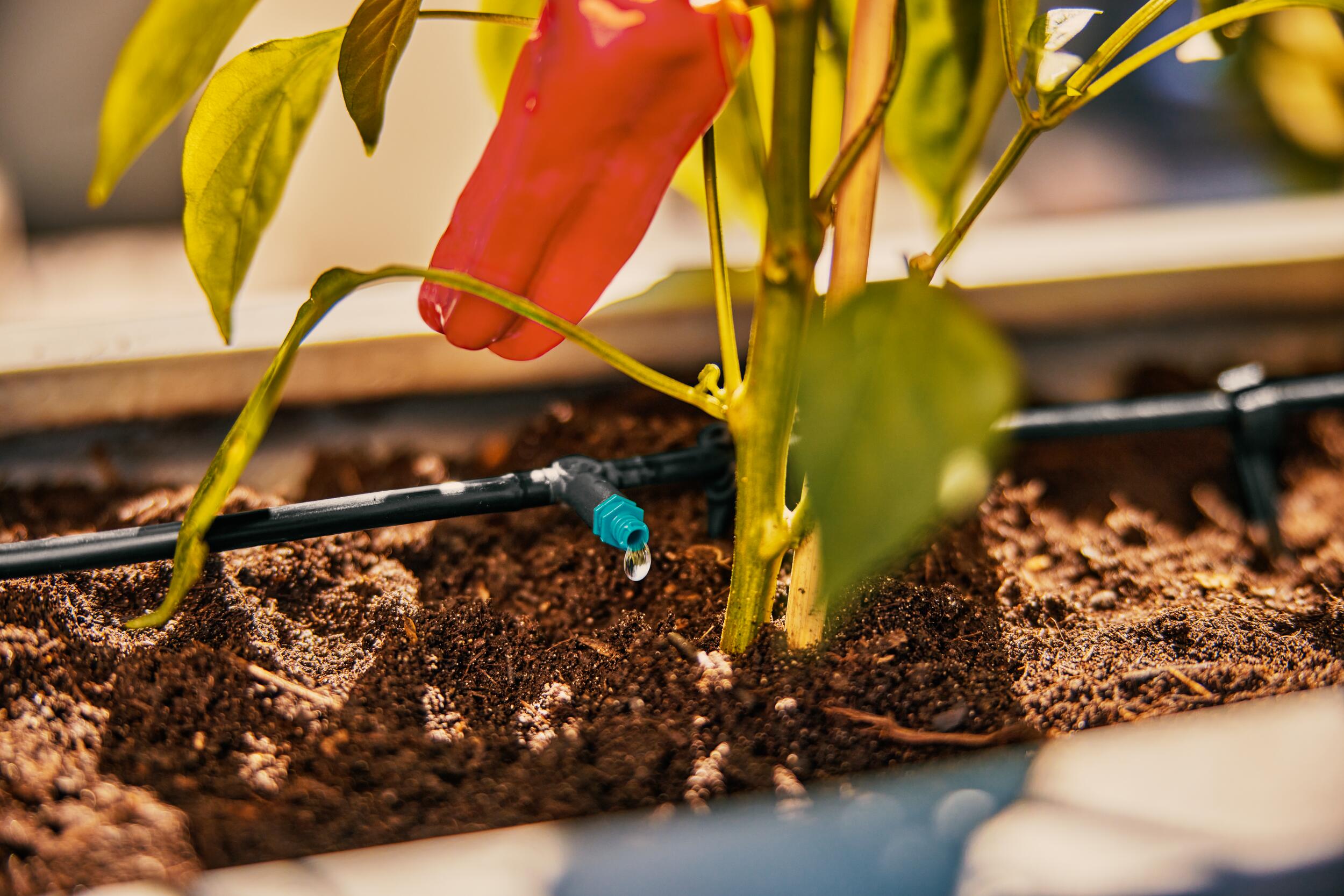 Conjunto de terraza de riego por micro-drip (30 plantas)
