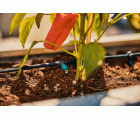 Conjunto de terraza de riego por micro-drip (30 plantas)