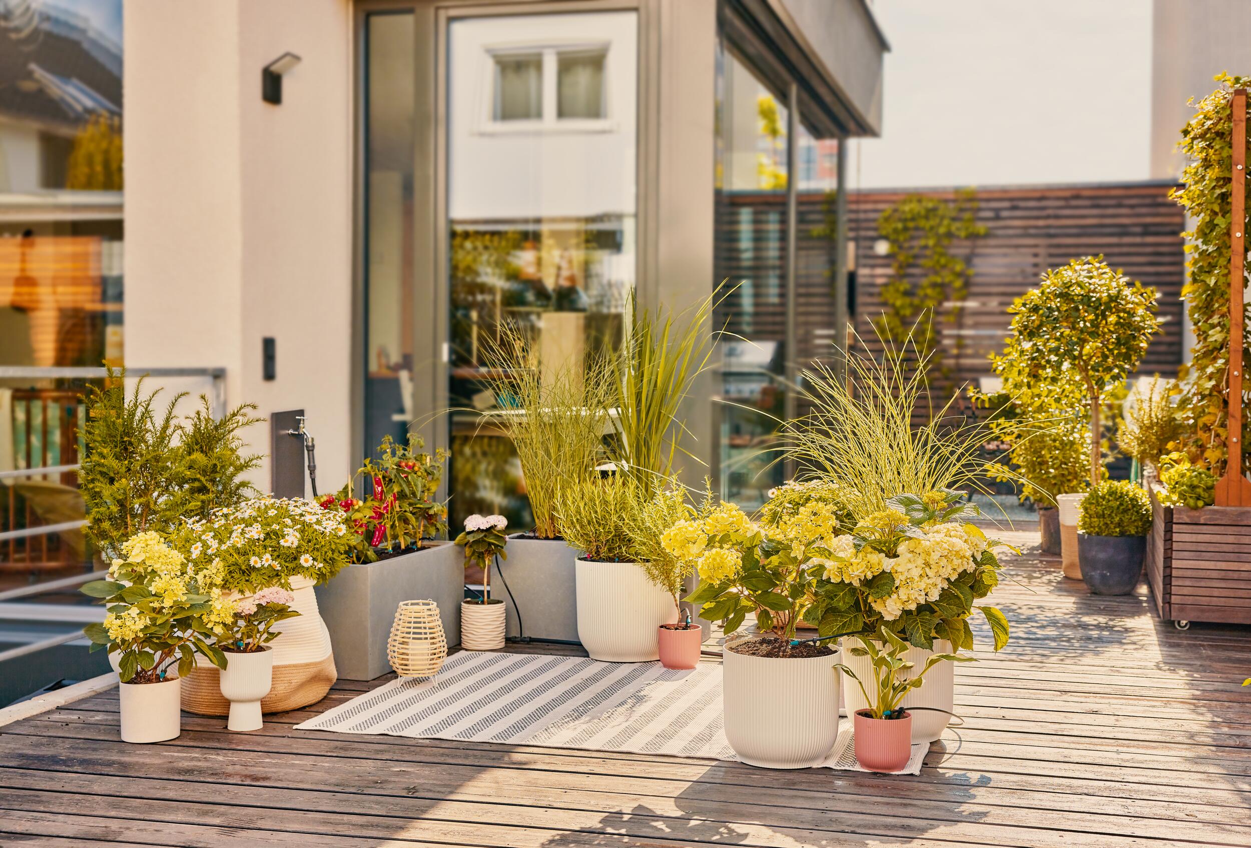 Conjunto de terraza de riego por micro-drip (30 plantas)