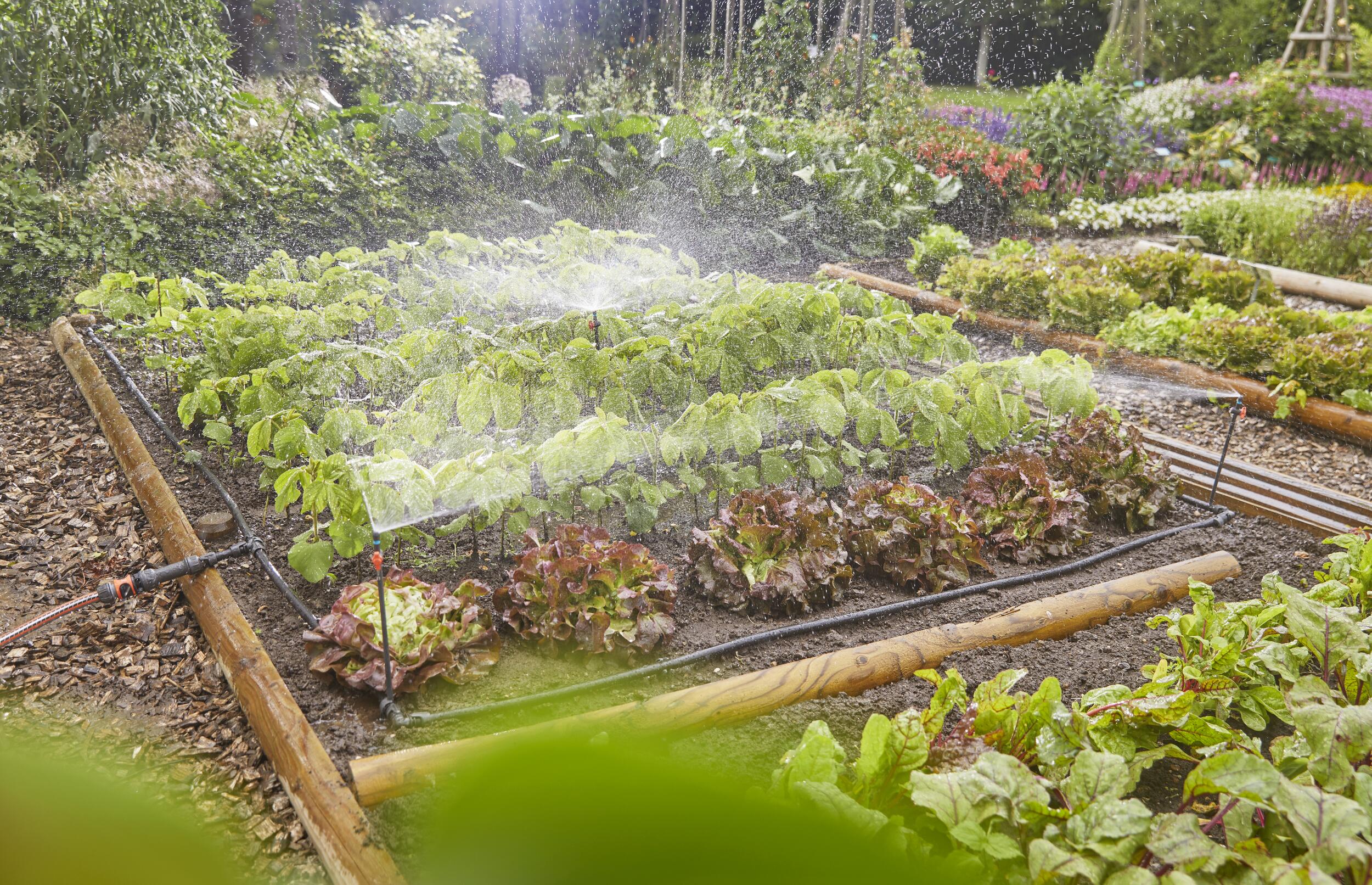 Set  Micro-Drip de hortalizas/bordes de flores con riego por goteo (60 m²)