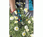 Guantes de jardín GARDENA. Talla 6 / XS