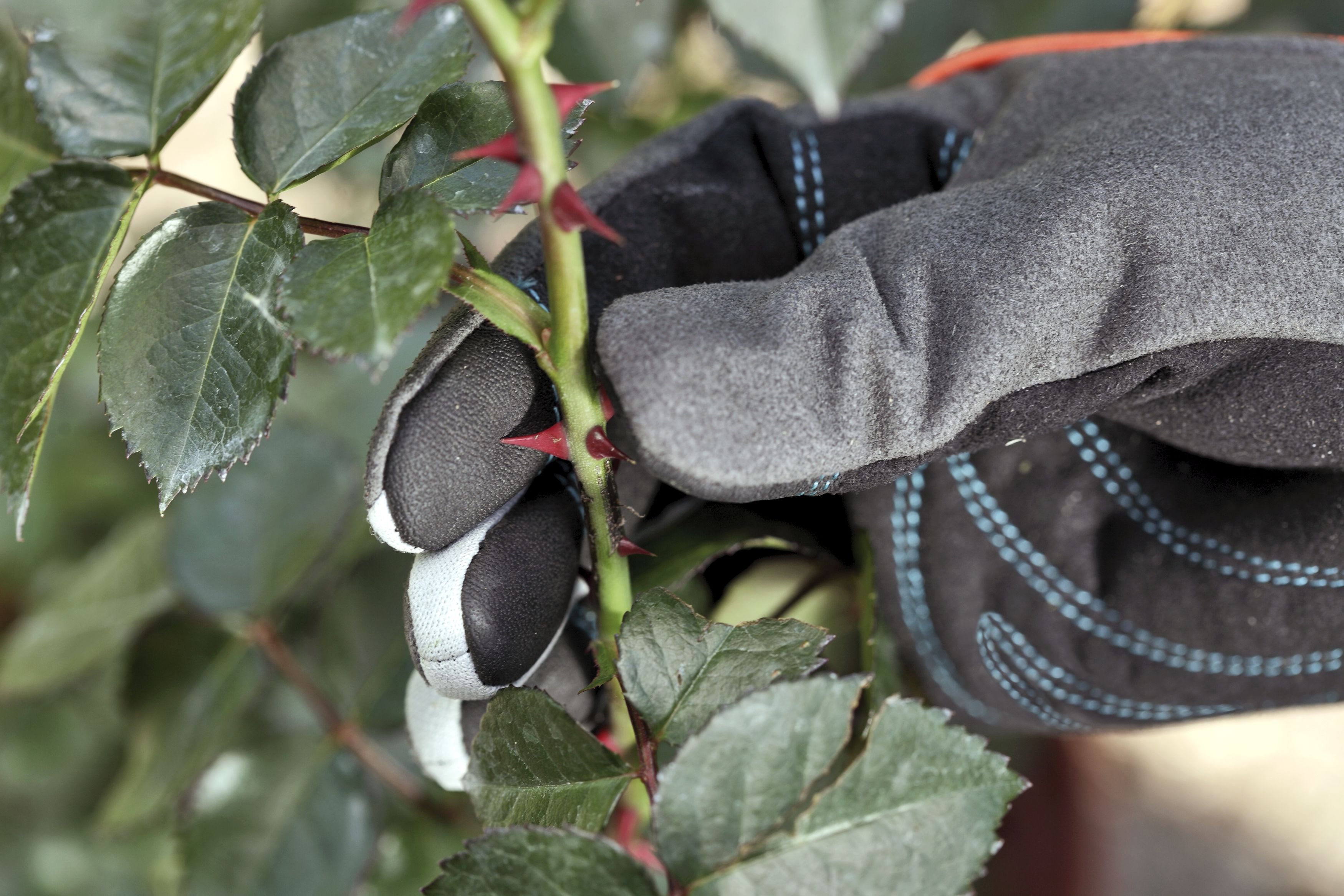 Guantes para el cuidado de arbustos GARDENA. Talla 7 / S
