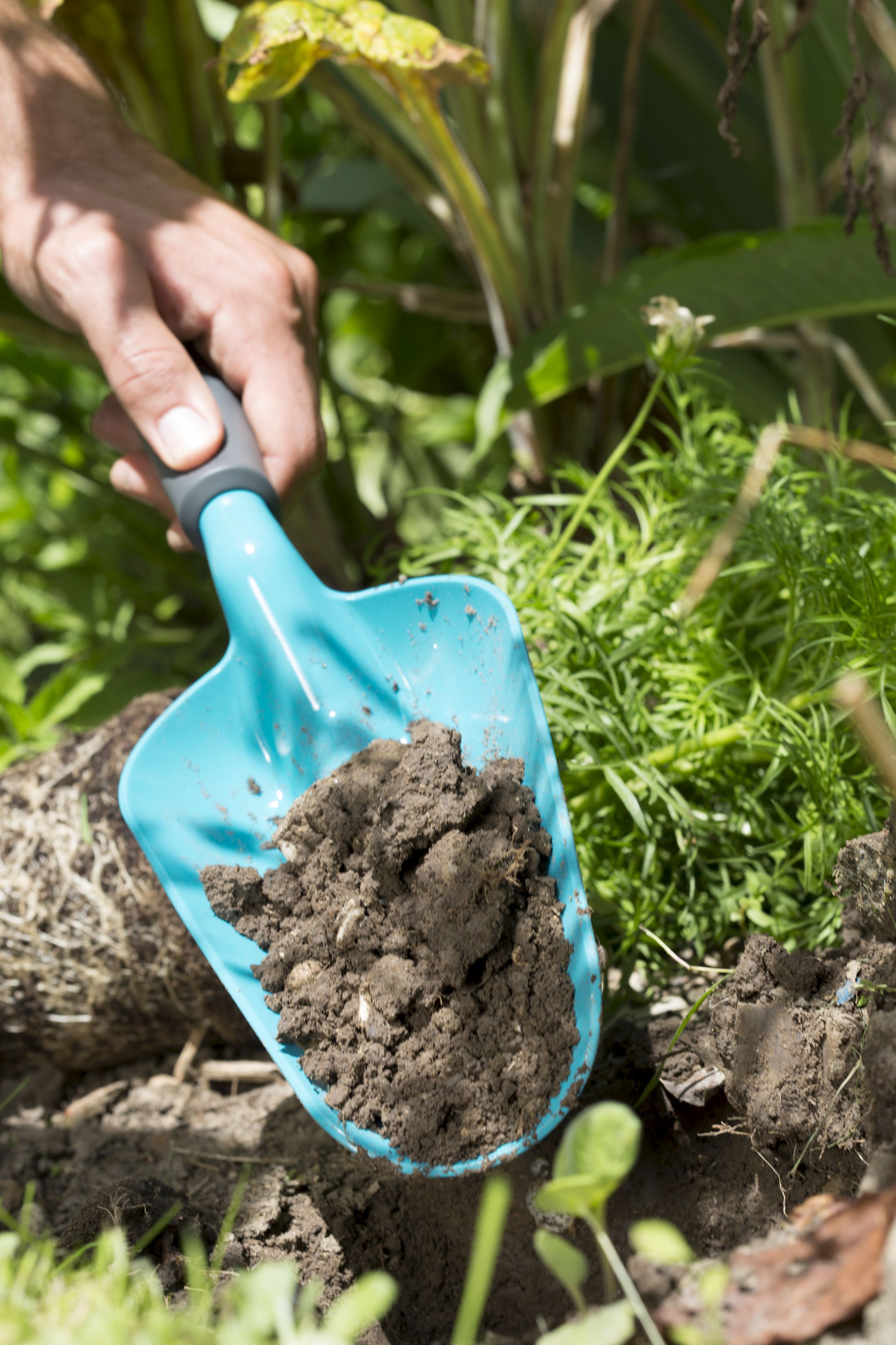 Palita larga Classic