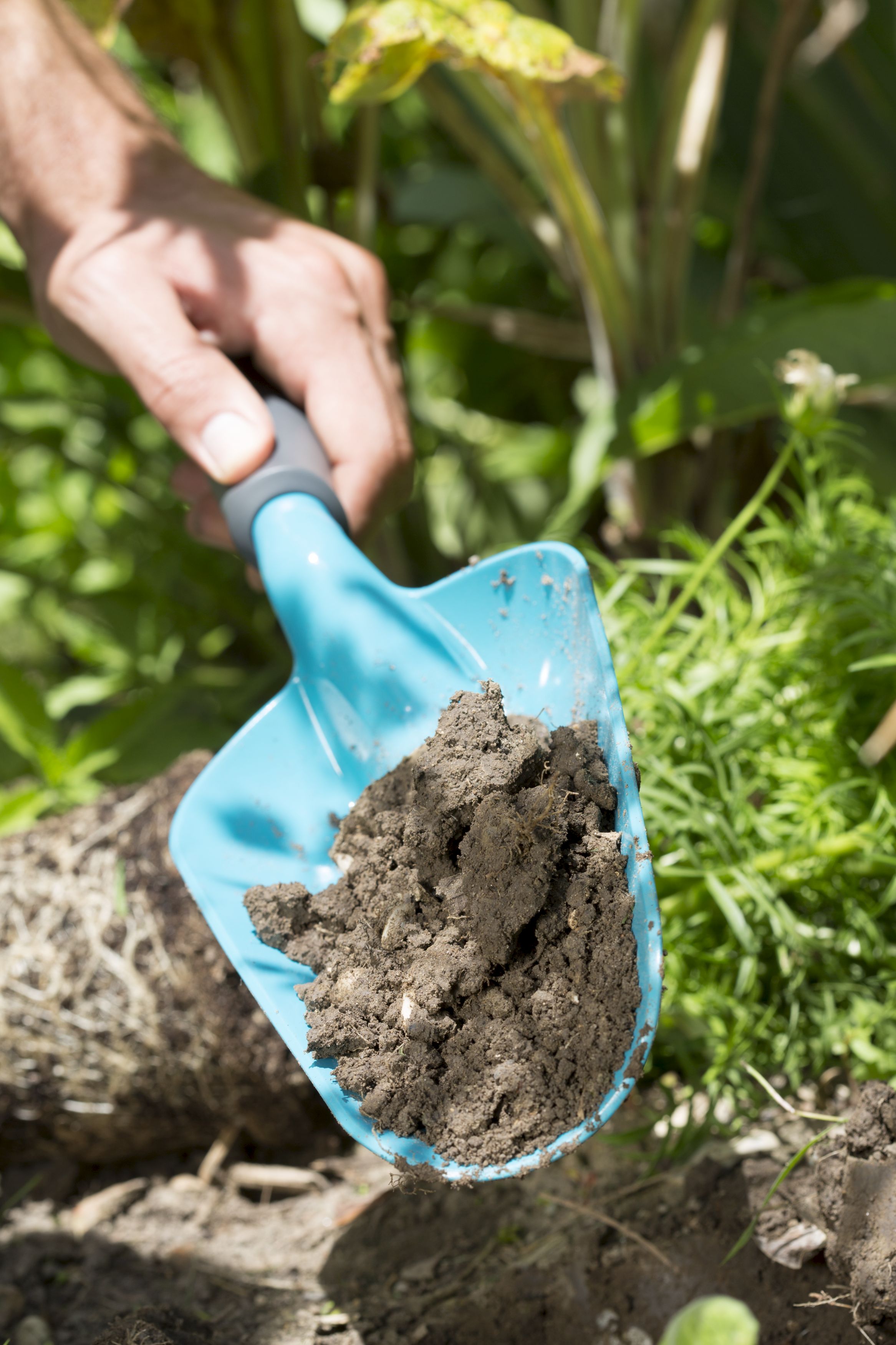 Palita larga Classic