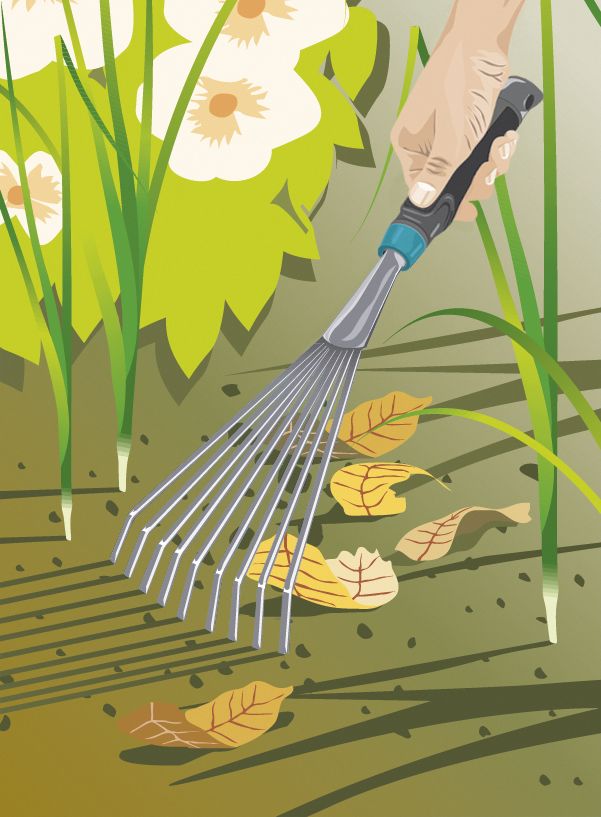 Rastrillo plano Comfort