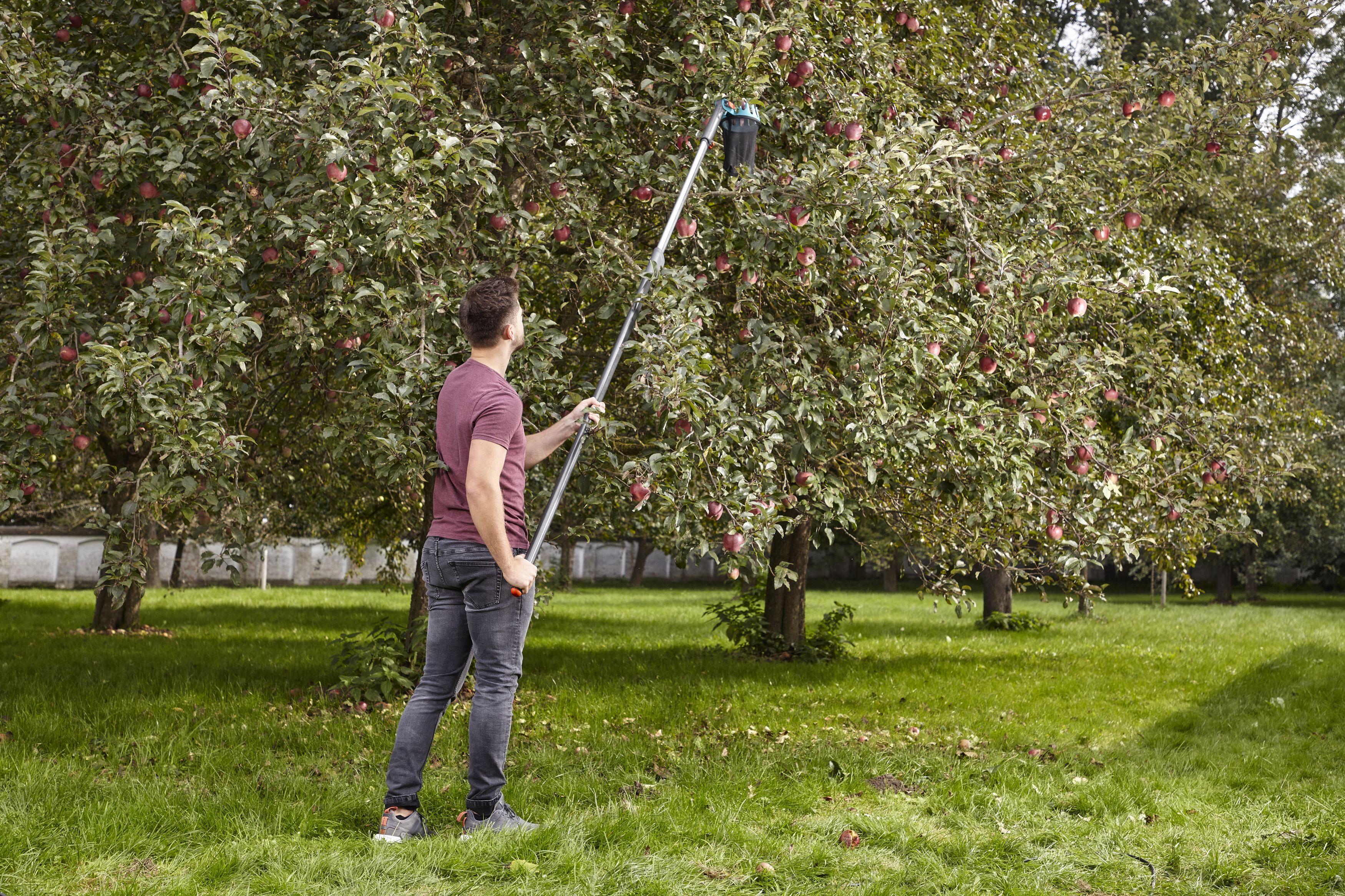 Recolector de fruta Combisystem