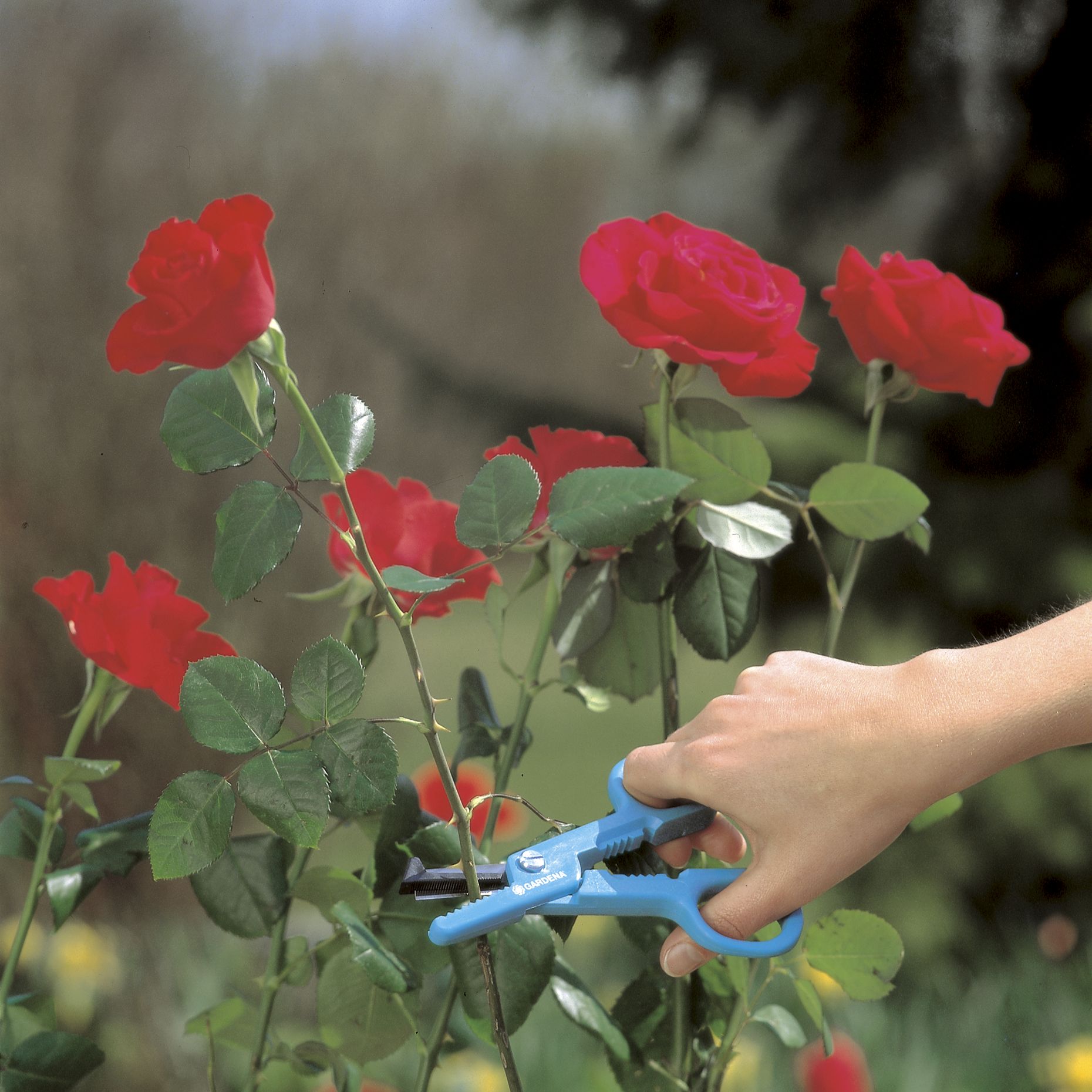 Tijeras para cortar rosas