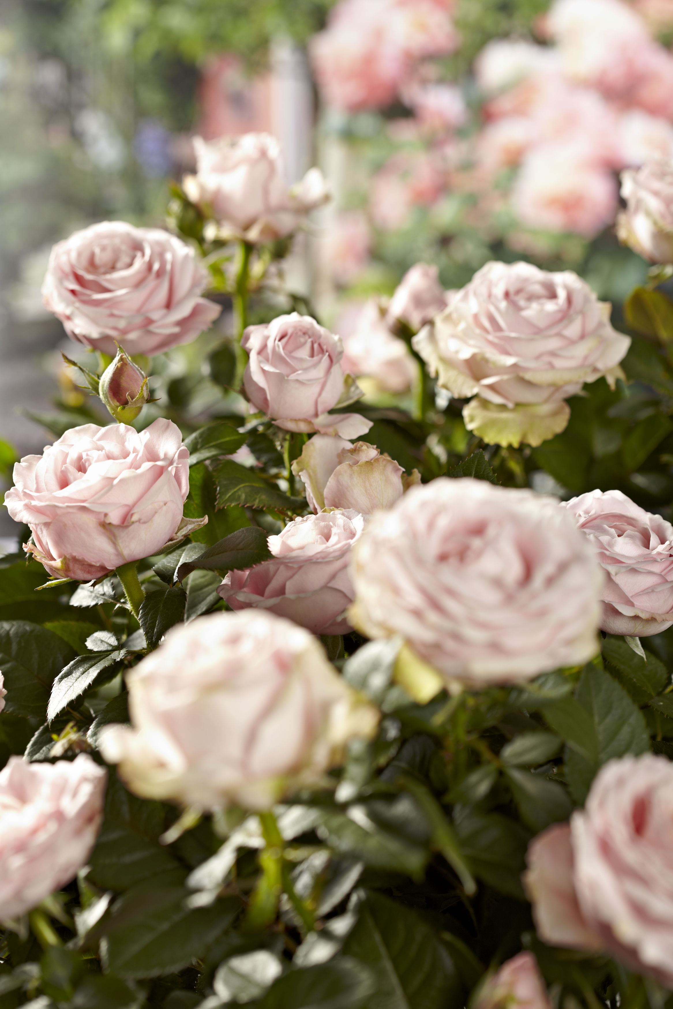 Tijeras para cortar rosas