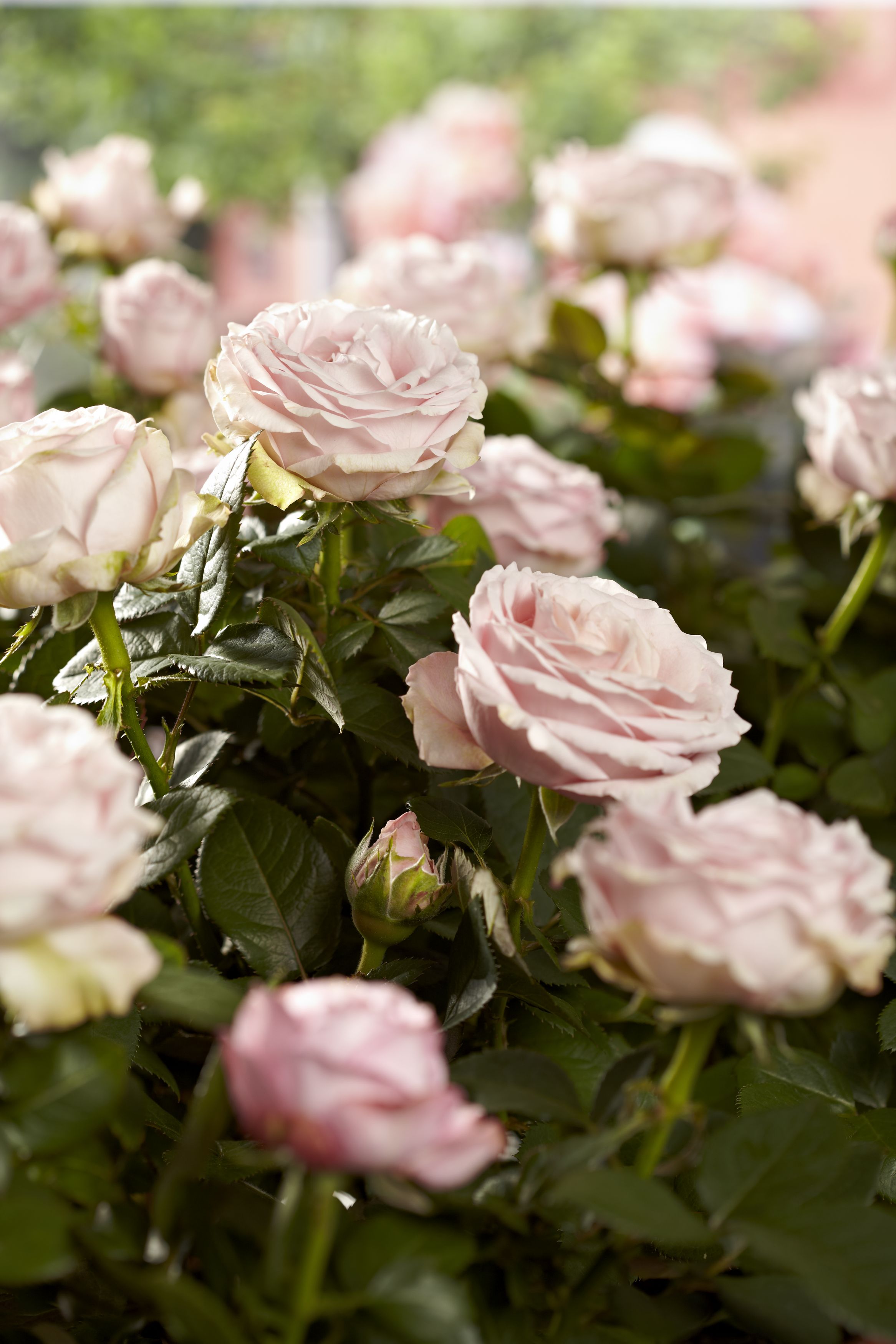 Tijeras para cortar rosas