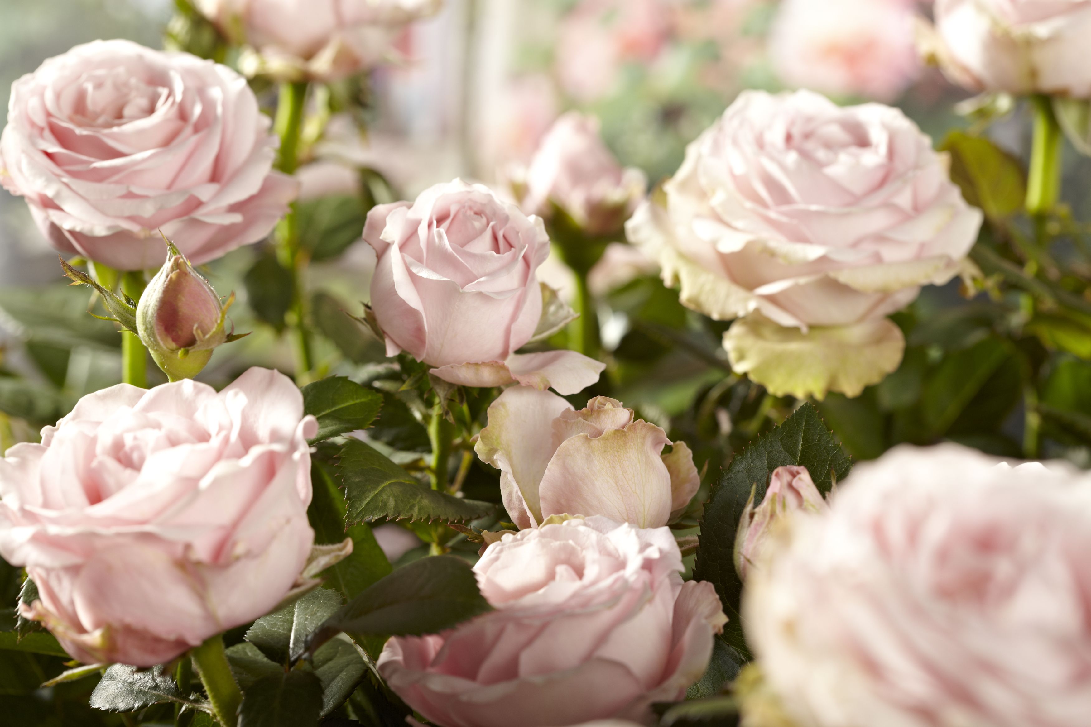 Tijeras para cortar rosas