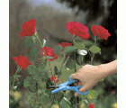 Tijeras para cortar rosas