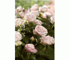 Tijeras para cortar rosas