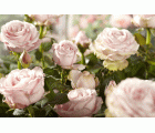 Tijeras para cortar rosas