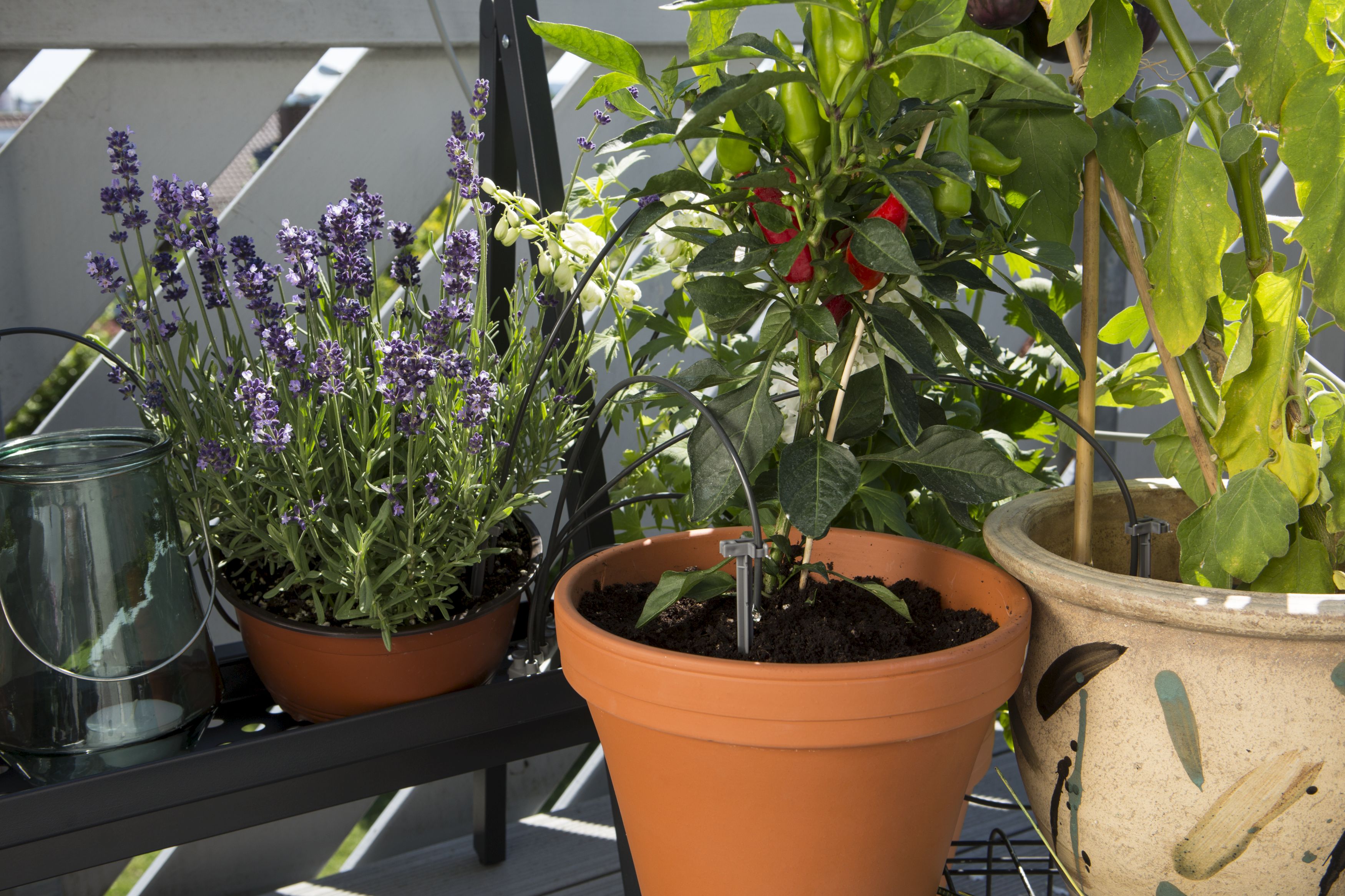 Riego automático de vacaciones con depósito de agua