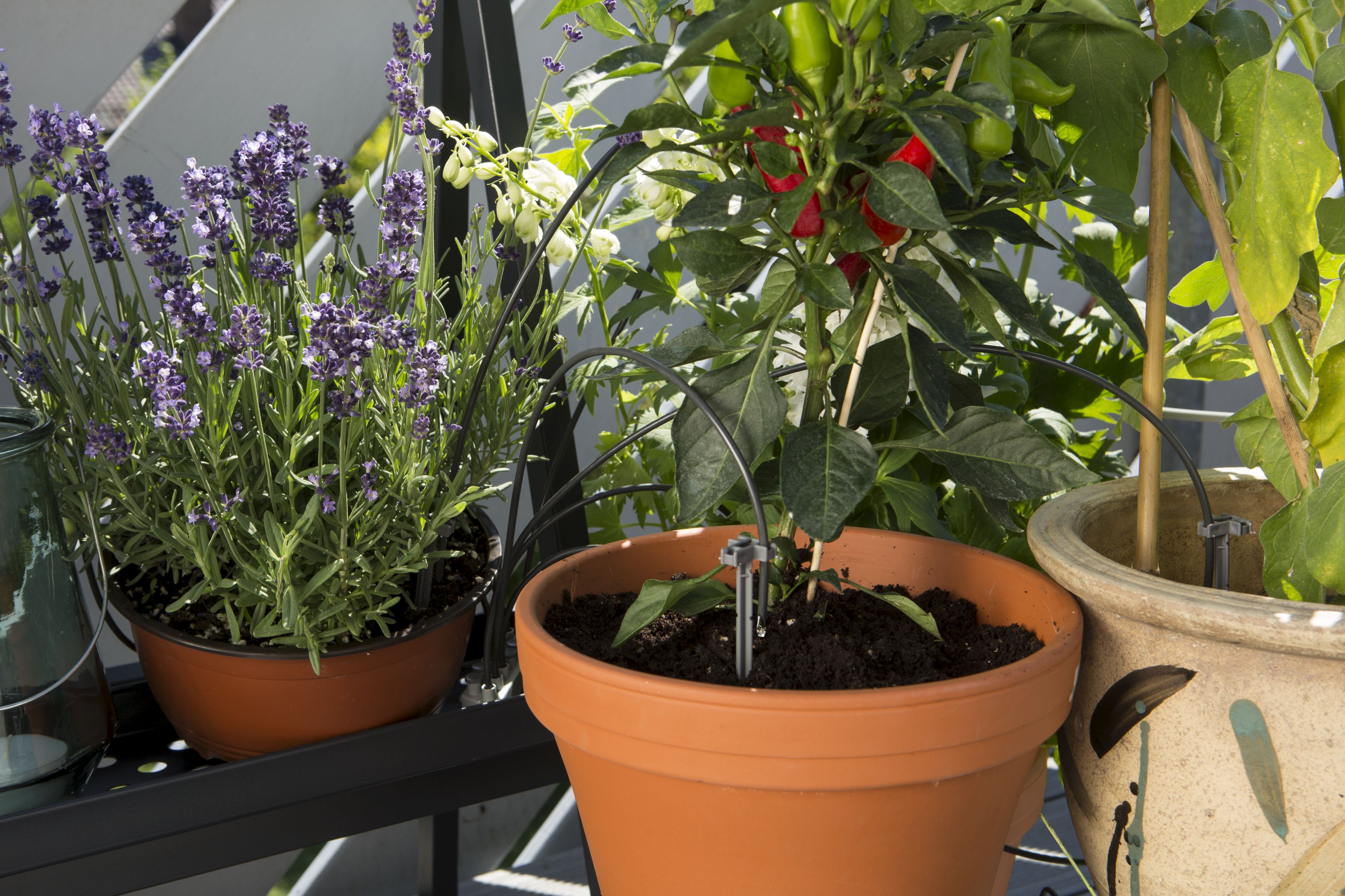 Riego automático de vacaciones con depósito de agua