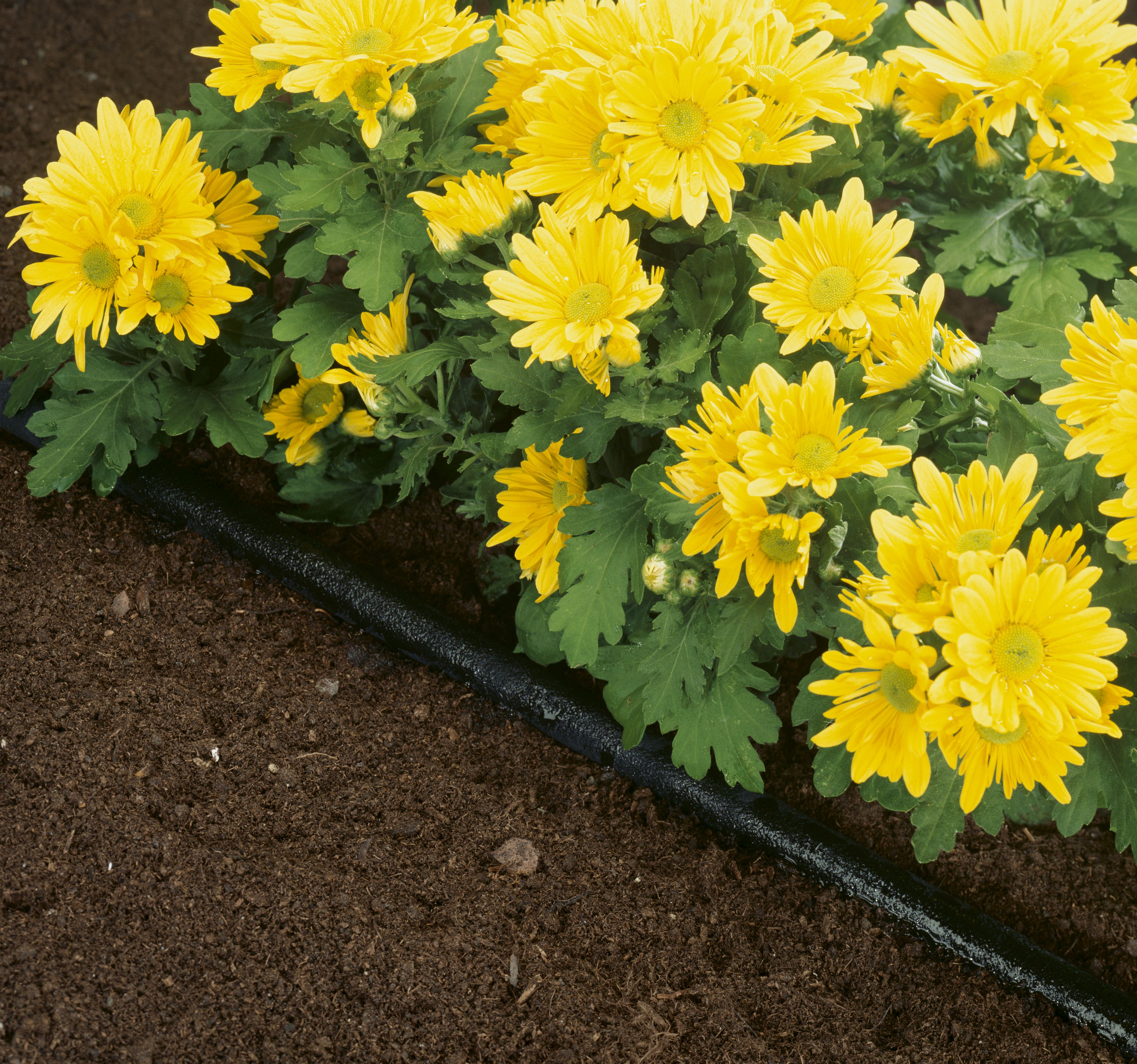 Manguera de riego por goteo equipada de 7,5 m