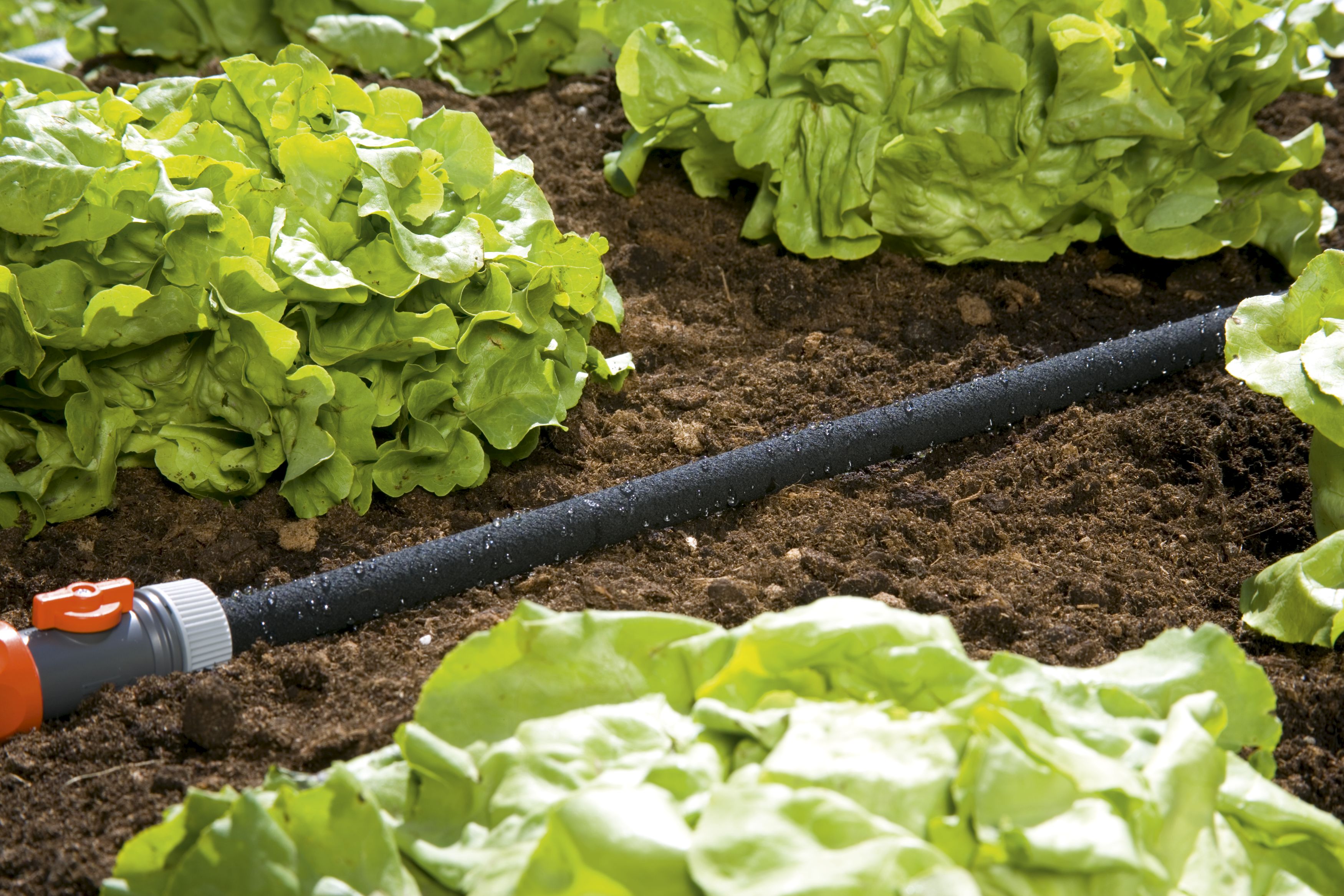 Manguera de riego por goteo equipada de 7,5 m