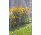 Manguera microperforada verde de 15 m
