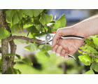 Tijeras para podar rosales BP 50 Premium