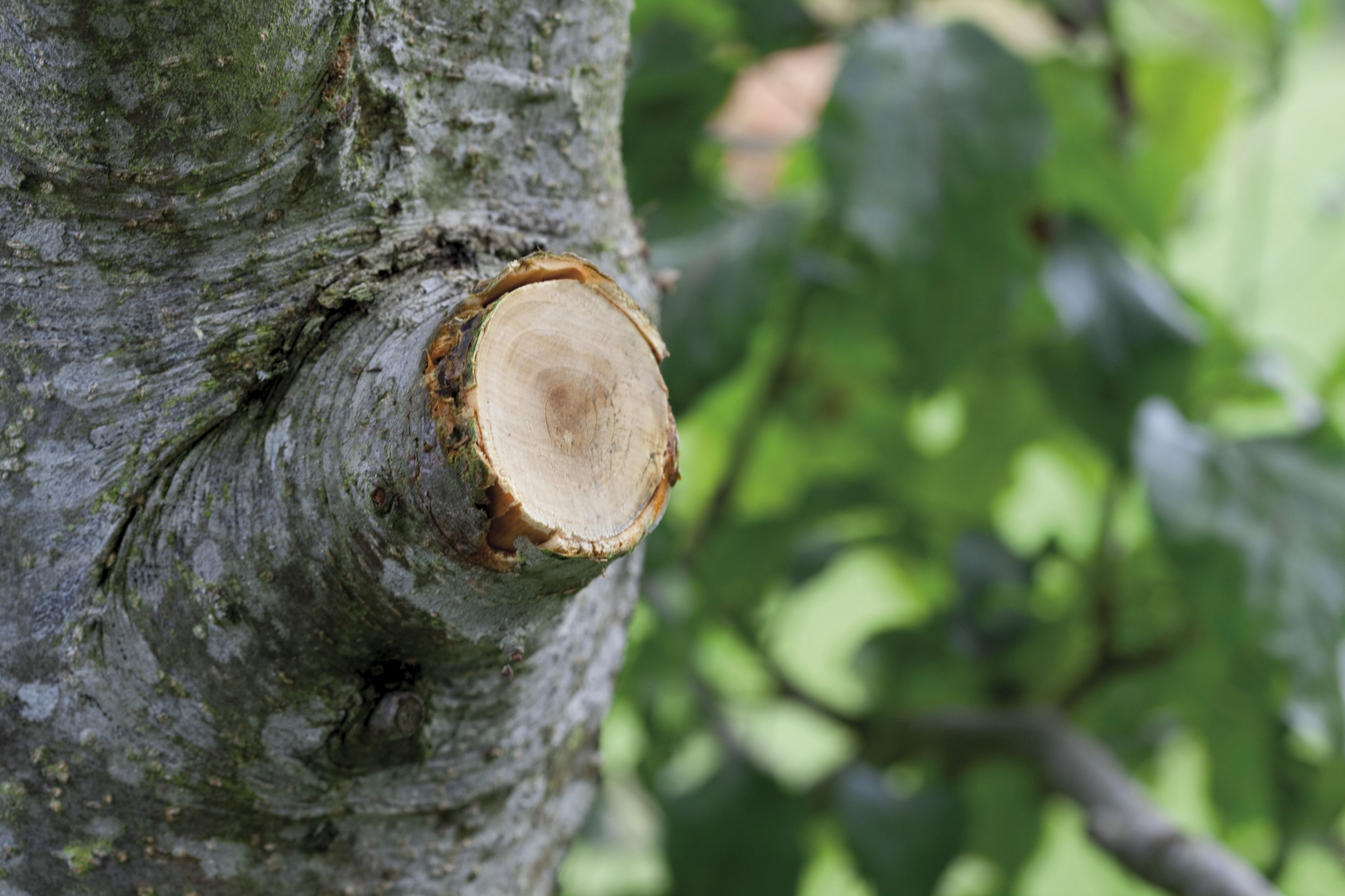 Cortarramas de trinquetes SmartCut Comfort