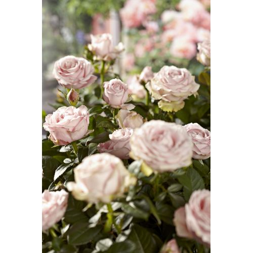 Tijeras para cortar rosas