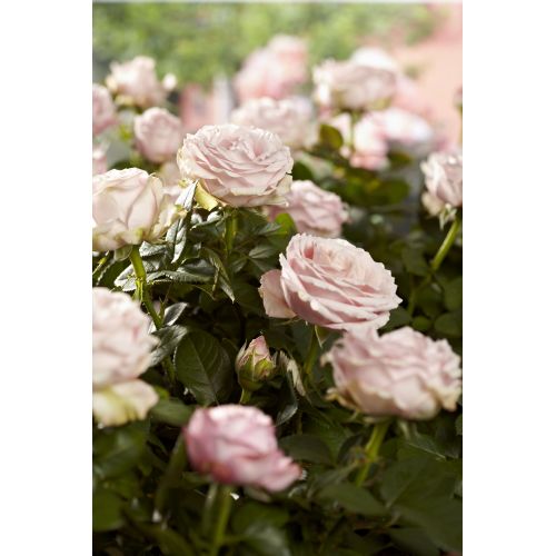 Tijeras para cortar rosas