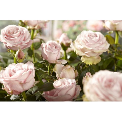 Tijeras para cortar rosas