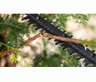 Tijeras cortasetos a batería EasyHedgeCut 18V-44-11