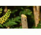 Podadora a batería EasyPrune