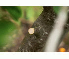 Podadora a batería AdvancedPrune 18V-45