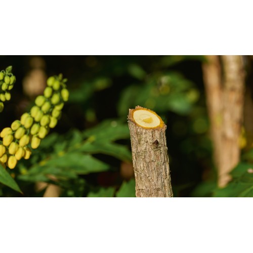 Podadora a batería EasyPrune