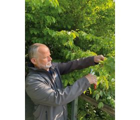 Tijeras de podar de una mano de corte deslizante con mango de composite de agarre suave y cabezal de corte estrecho | P108
