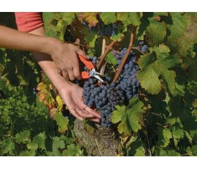 Tijeras de vendimia cortas y rectas con mango de fibra de vidrio | P127