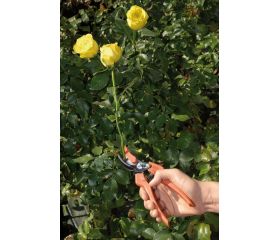 Tijera para recolección de flores con mango de composite | P64