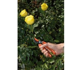 Tijera para recolección de flores con mango de composite | P64