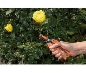 Tijera para recolección de flores con mango de composite | P64