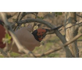 Tijeras de podar de una mano de corte deslizante ERGO™ con mango giratorio recubierto de elastómero | PXR