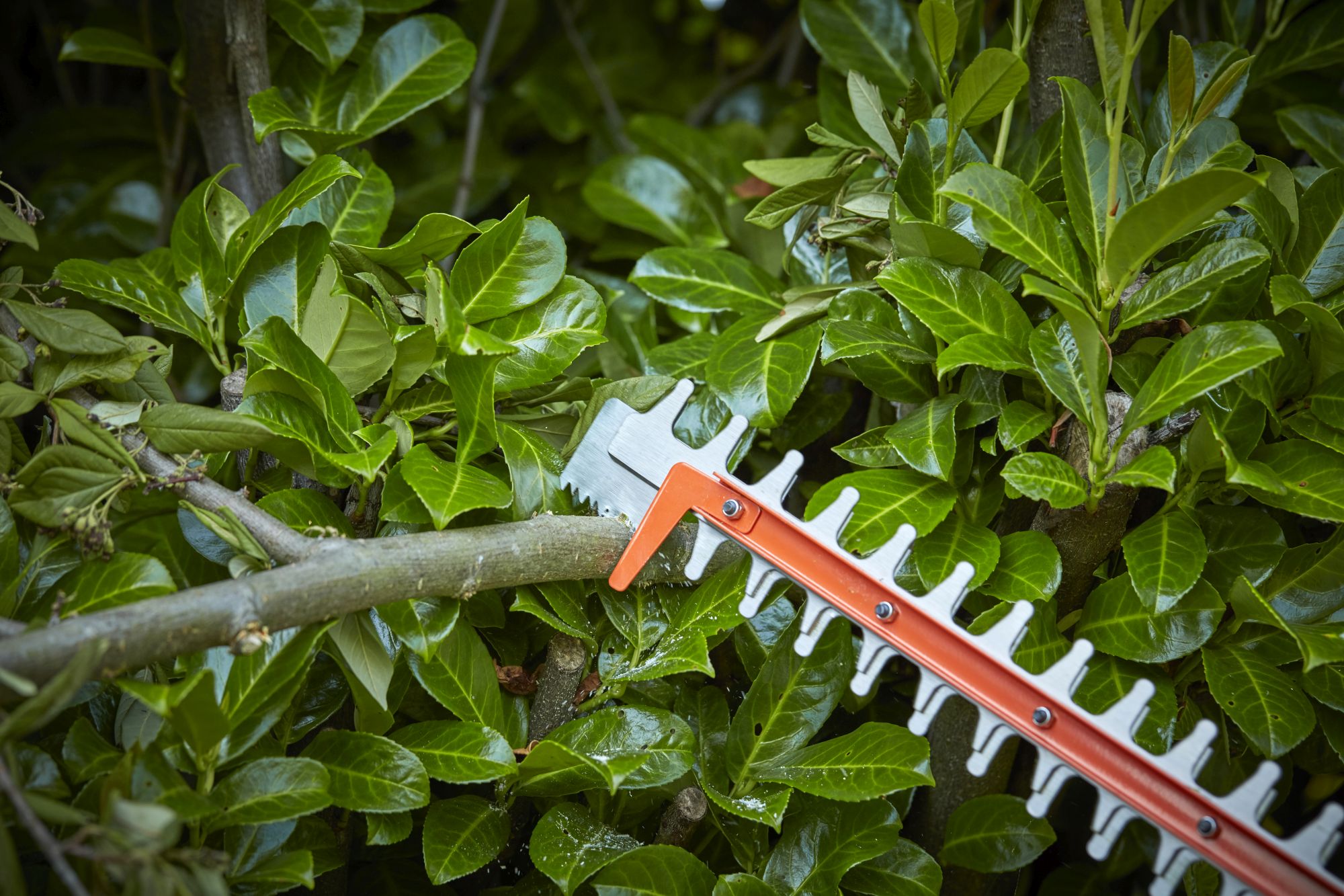 BEHTS551-QS - Cortasetos 650W con cabezal giratorio