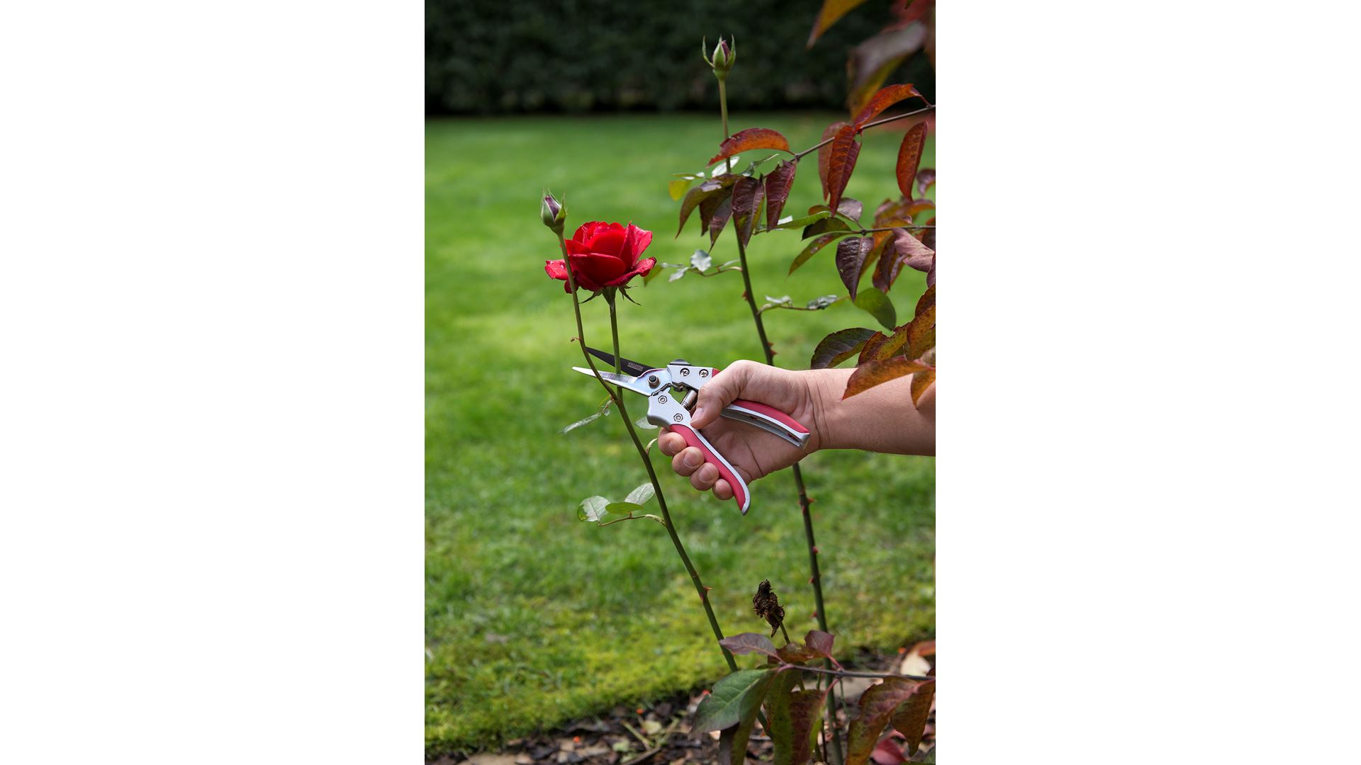 KRTGR1013 Tijera de poda recto, acero sk5