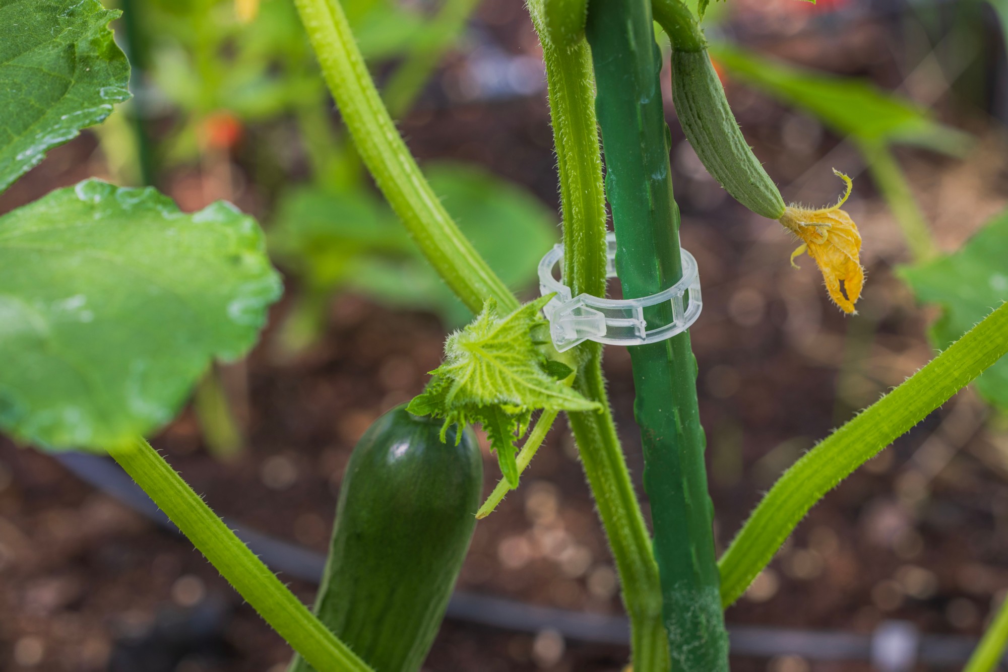 CLV [CP] Clip ventilado para conexión de planta con rafia