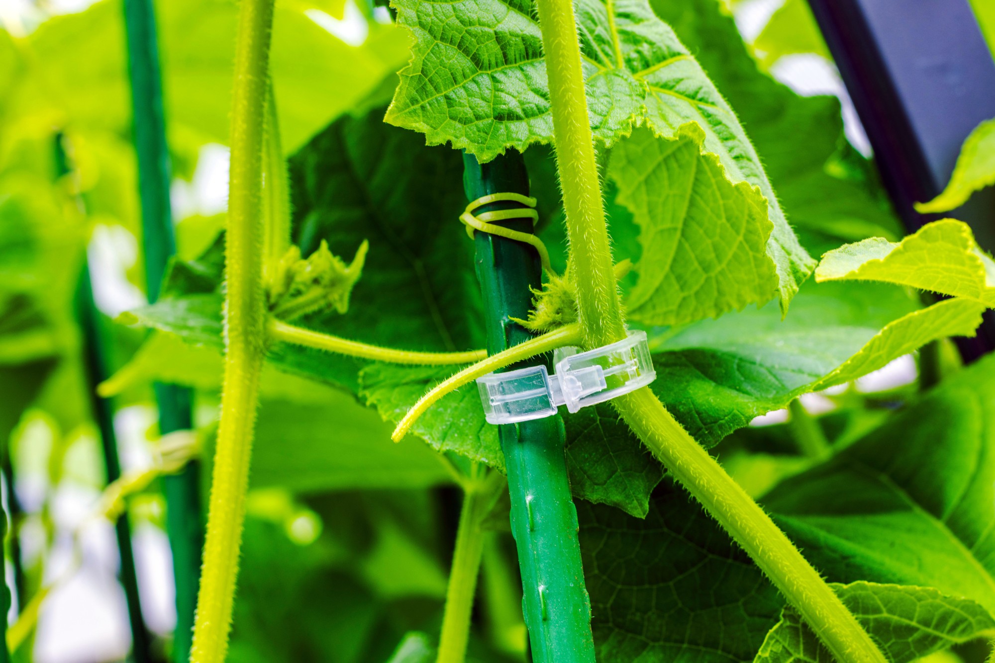 CLV [CP] Clip ventilado para conexión de planta con rafia