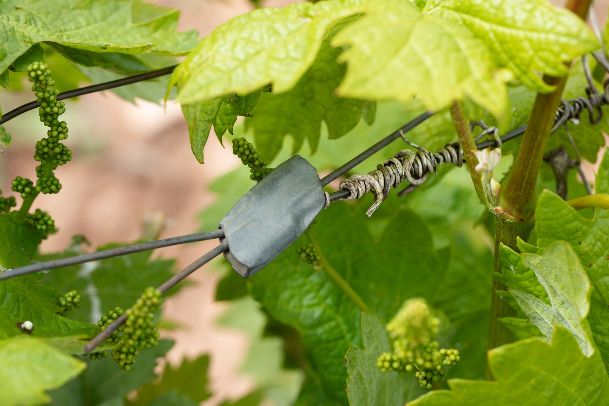 TA-TU [CP] Tensores y conectores de alambre para espalderas de viñedos, cultivos arbóreos, cercados ganaderos, etc…. Tensor Universal 2 canales para todo tipo de alambres