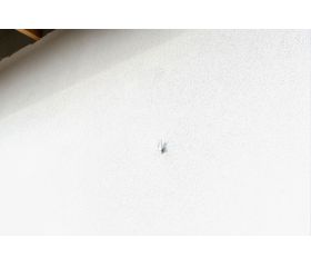 AL-PL [CP] Alcayatas. Alcayata plana