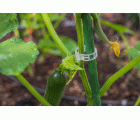 CLV [CP] Clip ventilado para conexión de planta con rafia