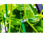 CLV [CP] Clip ventilado para conexión de planta con rafia